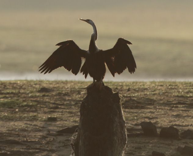 Silhouette of Indian darter bird shining in the morning sun at Kabini National Park