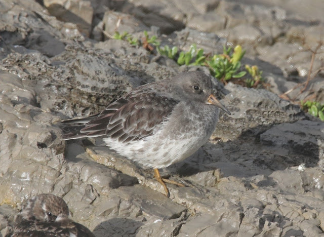 Correlimos Oscuro (Calidris Marítima) 