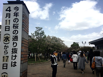 大阪造幣局 桜の通り抜け