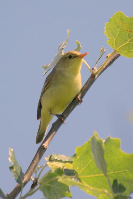 Giele Hôfsjonger - Spotvogel - Hippolais icterina