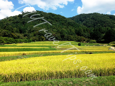 Paddy fields in Shugakuin Villa