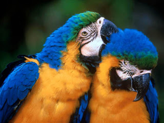 Beautiful Birds - Parrots