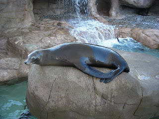 Seal, Sea World, San Diego
