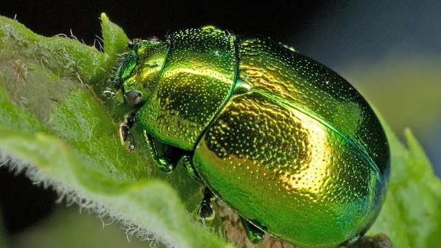 Christmas Beetle