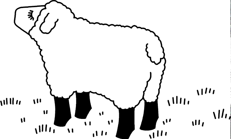 sheep