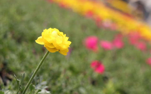 Persian Buttercup Flowers Pictures