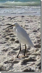 egret