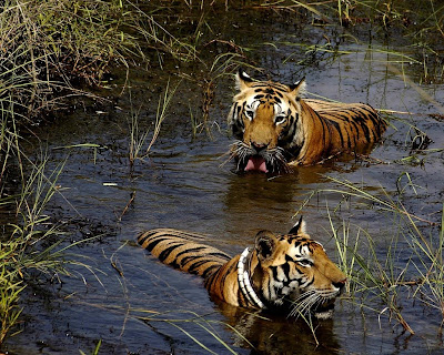 India Wildlife Tours