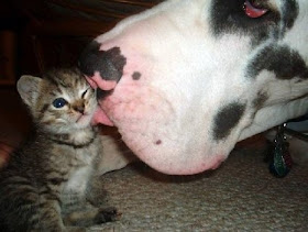 Funny kiss