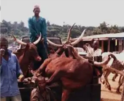 Pandemonium As Youths Burn Down Fulani Cow Market In Oyo 