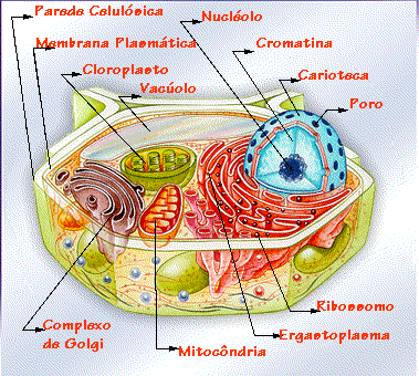 imagenes de la celula vegetal. celula animal y vegetal.