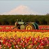 THE NETHERLANDS IN MAY