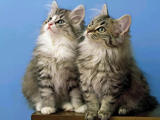 kitties wallpaper