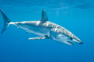 Mako Sharks Wallpaper