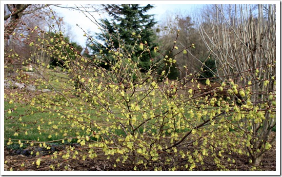 Chimonanthus praecox