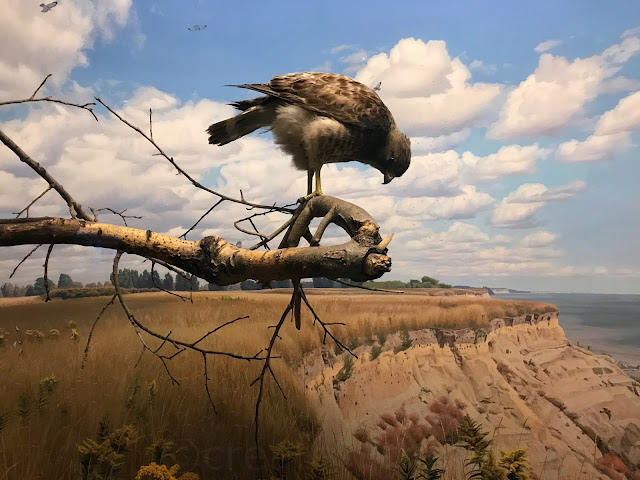 Canadian Museum of Nature