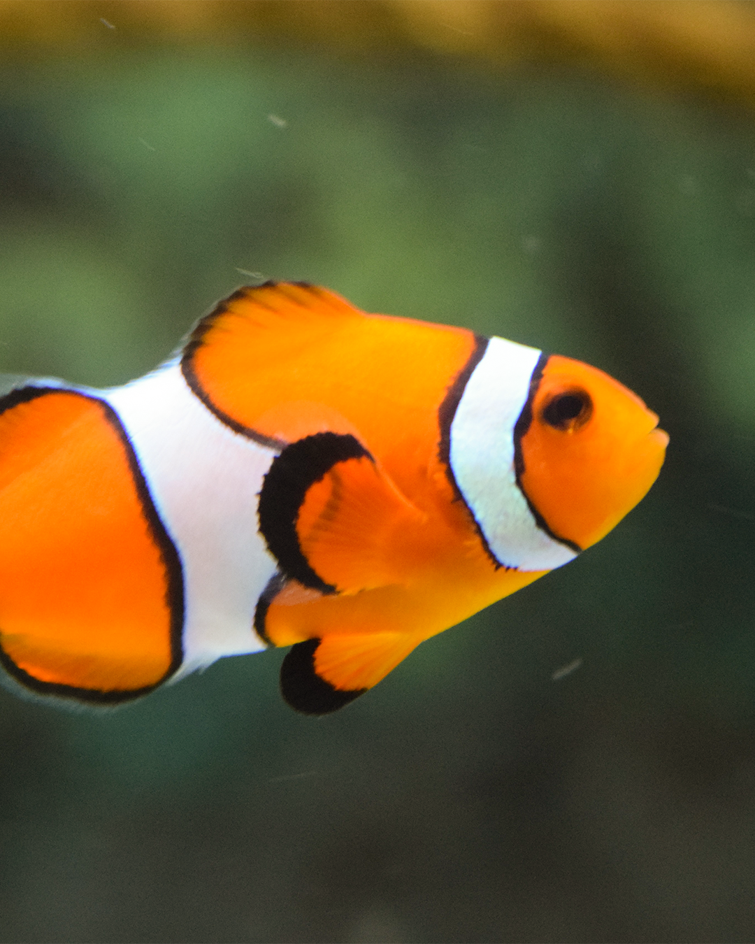 PEIXES