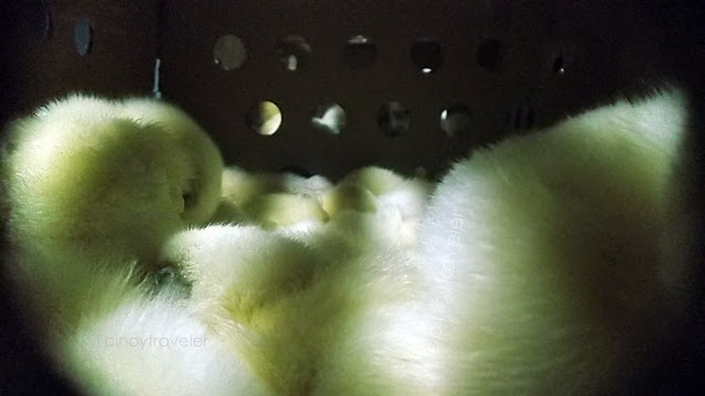 cute day-old chicks viewed from the breathing holes of a cargo box on board M/V Blessed Stars of Roble Shipping