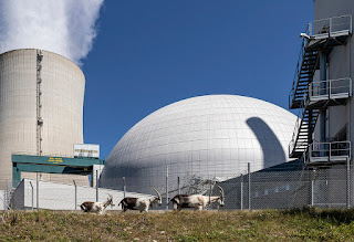 Pfauenziegen patrouillieren um das Atomkraftwerk Gösgen