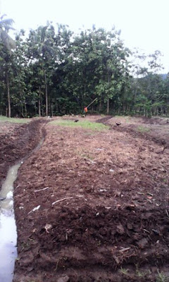 Proses Juglak lahan Pepaya California Organik