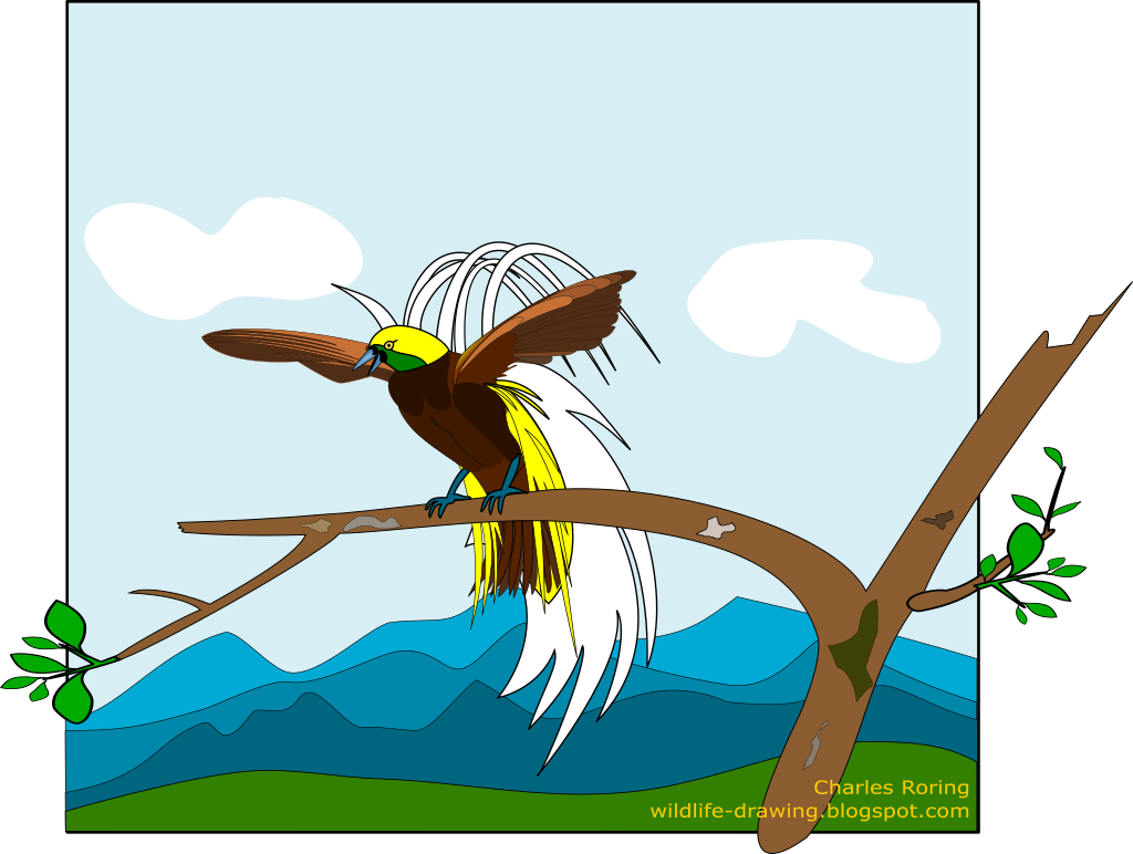 Sketsa Gambar Burung Cendrawasih Kartun
