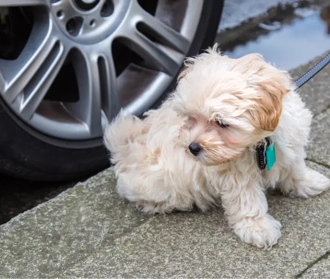 Adorable Yorkee-Poo