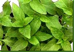 Basil Queenette
