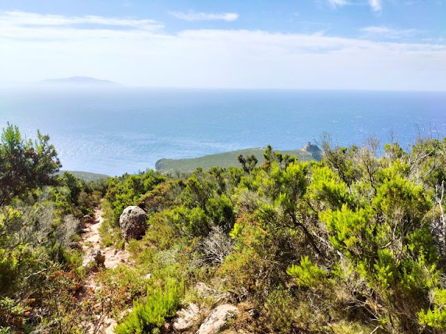 sentiero torre zenobito capraia