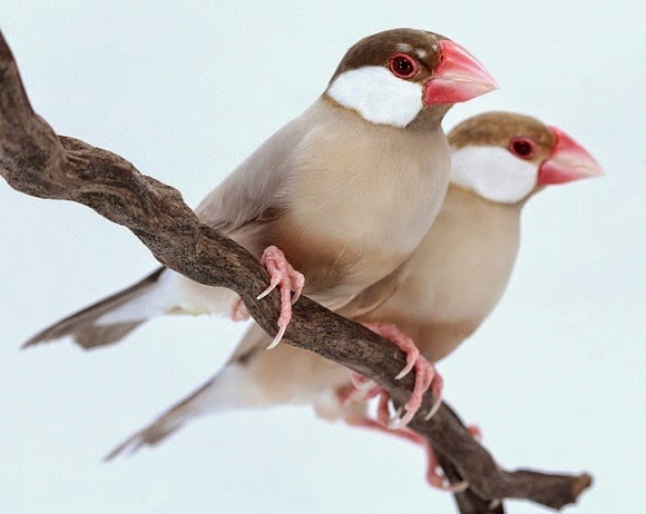 Aneka Jenis Burung Pemakan  Biji  bijian  Apa Ciri cirinya 