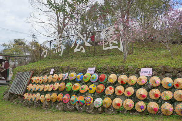 南投鹿谷小半天石馬公園河津櫻花盛開，粉紅櫻花林美不勝收