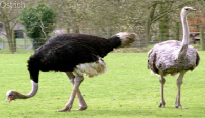 ostrich, ostrich wild animal