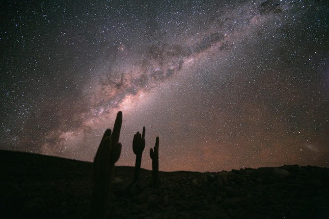 milky-way-echinopsis-atacamensis