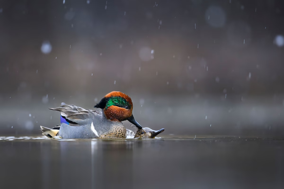 Green-winged Teal