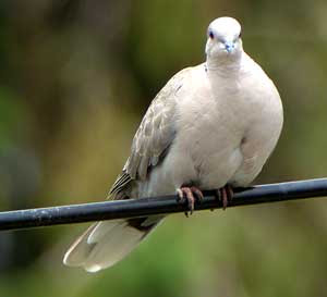 perternakan: peternakan burung dara