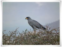 Goshawk Animal Pictures