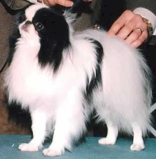 Japanese Chin,mega interessante,cachorro mais caro do mundo,curiosidade