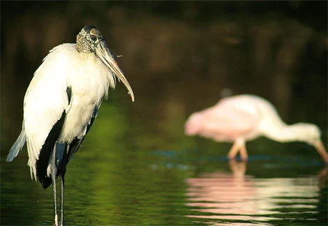 [wood-stork-in-water.jpg]