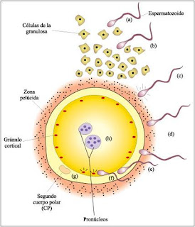 Resultado de imagen para polispermia