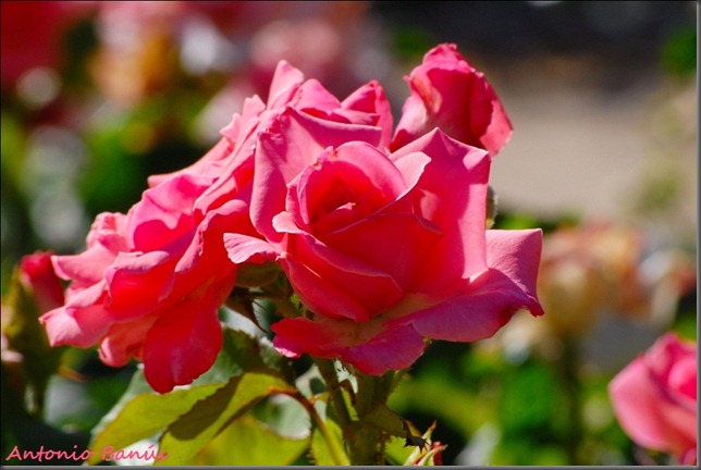 5 DSC_1619x12