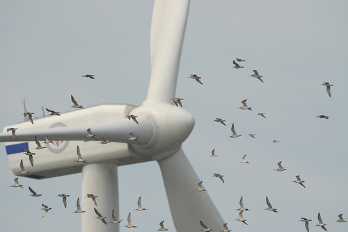Wind Turbine Impacts On Weather And Climate Image