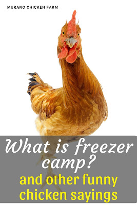 Chicken going to freezer camp