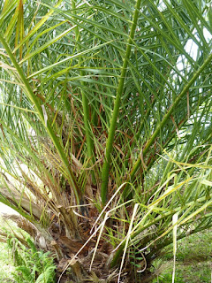 Phoenix canariensis - Dattier des Canaries