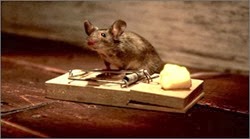 Nolans_Cheddar_Commercial