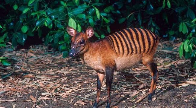 Animals You May Not Have Known Existed - Zebra Duiker
