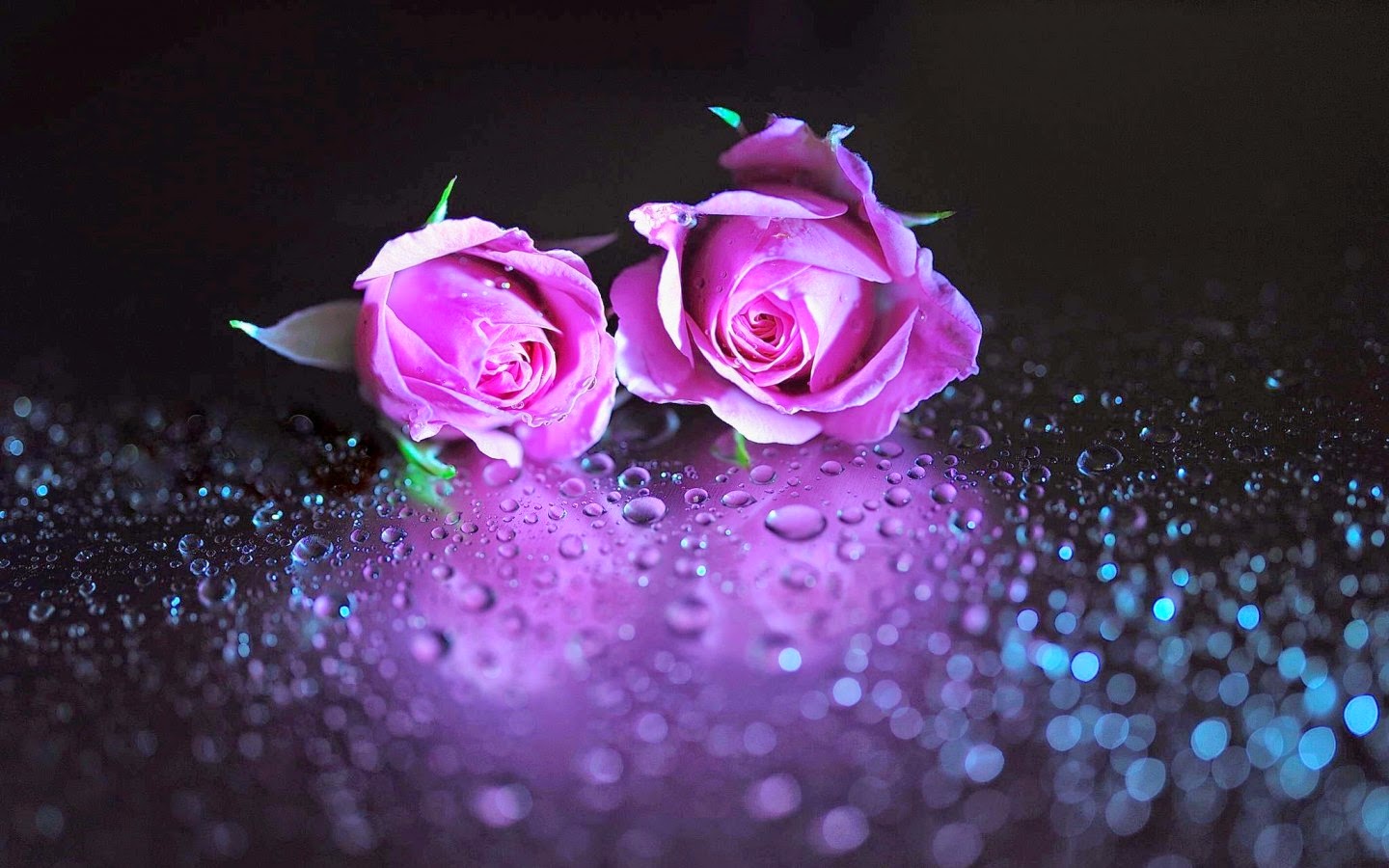 Poze Imagini Desktop Trandafiri Violeti