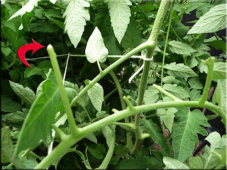 tomato hornworm damage