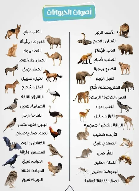 أصوات الحيوانات في صورة