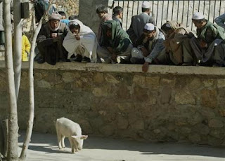 afghanistan's only pig quarantined in flu fear