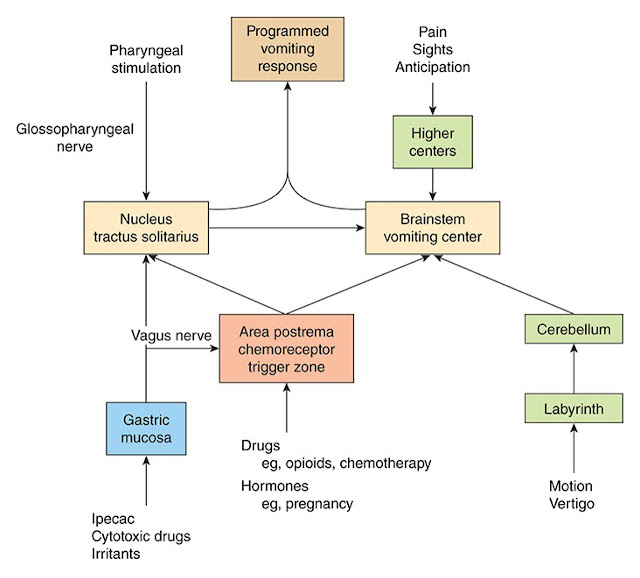 Neural pathways leading to the initiation of vomiting in response to various stimuli.