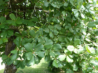 Badamier - Noix de badame - Terminalia catappa 